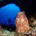 sponge_barrel_arch_h_0705_png1026.jpg